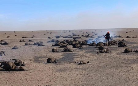 ЗҮҮН ГУРВАН АЙМАГТ ГАРСАН ГАЛ ТҮЙМЭР АНХ ХААНААС ГАРАВ