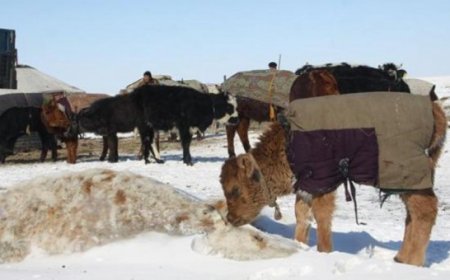 УЛСЫН ХЭМЖЭЭНД ТОМ МАЛЫН ХОРОГДОЛ ӨМНӨХ ОНЫХООС 3.4 САЯАР БУУРЧЭЭ