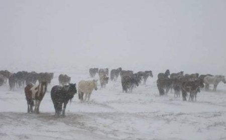 МАРГААШААС ЦАС ОРЖ, ИХЭНХ НУТГААР СЭРҮҮСНЭ