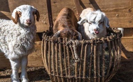 4-Р САРЫН ХОЁРДУГААР АРАВ ХОНОГТ ИХЭНХ НУТГААР ЦАГ АГААР МУУДАХ ТӨЛӨВТЭЙ