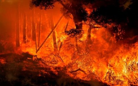 Сүхбаатар аймагт гарсан хээрийн түймрийг богино хугацаанд унтраажээ