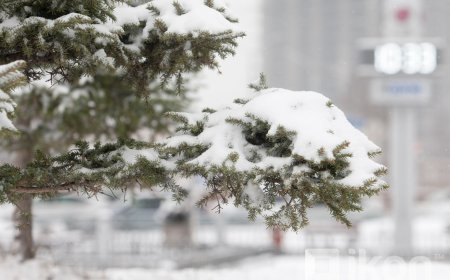 ОРОН НУТГИЙН ЗАРИМ ГАЗРААР ЦАС ОРОХ ТӨЛӨВТЭЙ БАЙНА