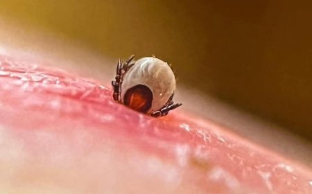 ХӨСҮТ: ХАЧИГТ ХАЛДВАРЫН УЛИРАЛ ЭХЭЛСЭН ТУЛ ГАДУУР ХУВЦАС ДЭЭР ХАЧИГ ЯВЖ БАЙГАА ЭСЭХИЙГ БАЙНГА ШАЛГАХЫГ ЗӨВЛӨЛӨӨ