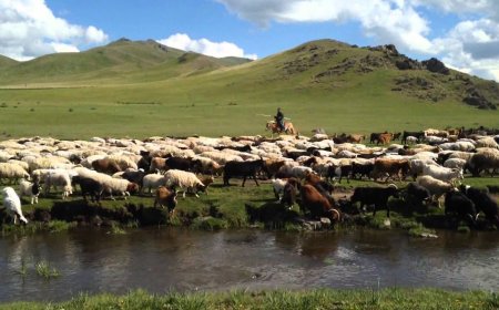 БОЙЖСОН ТӨЛИЙН ТОО ӨМНӨХ ОНООС 4.8 САЯАР ӨСЖЭЭ