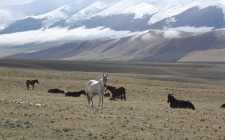 УУЛАРХАГ НУТГААР БОРОО, ЦАС ОРНО