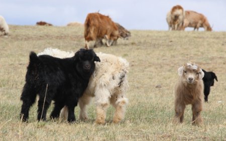 2024 ОНД 57.6 САЯ МАЛ ТООЛОГДОЖ, 2025 ОНЫ ХАВАР 17.7 САЯ ТӨЛ ХҮЛЭЭН АВЧЭЭ