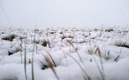 БАРУУН АЙМГУУДЫН НУТГААР НОЙТОН ЦАС ОРЖ, ЦАСАН ШУУРГА БОЛНО
