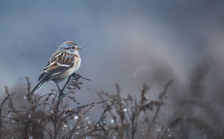 ИХЭНХ НУТГААР ЦАГ АГААР ТОГТУУН, ХҮЙТНИЙ ЭРЧ ӨДӨРТӨӨ СУЛАРНА