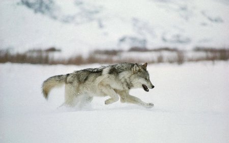 ЧОНО АГНАХ УРАЛДААН ЗАРЛАХГҮЙ БАЙХЫГ АНХААРУУЛЛАА