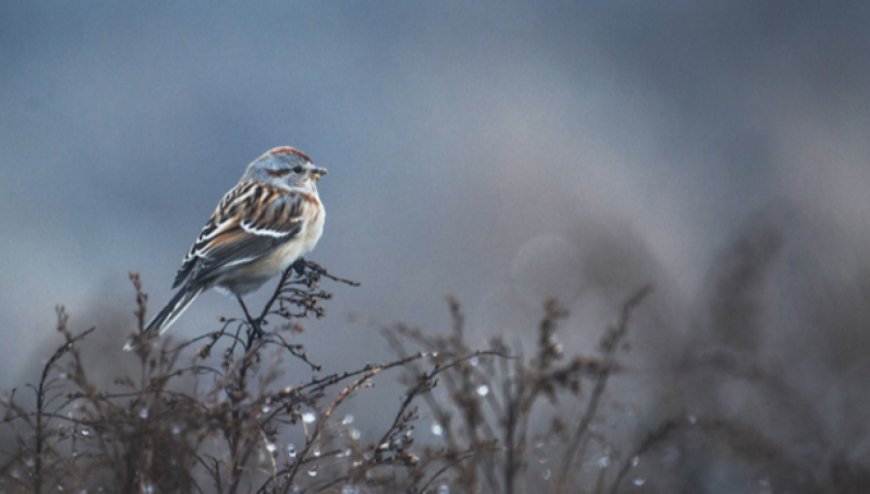 ИХЭНХ НУТГААР ЦАГ АГААР ТОГТУУН, ХҮЙТНИЙ ЭРЧ ӨДӨРТӨӨ СУЛАРНА