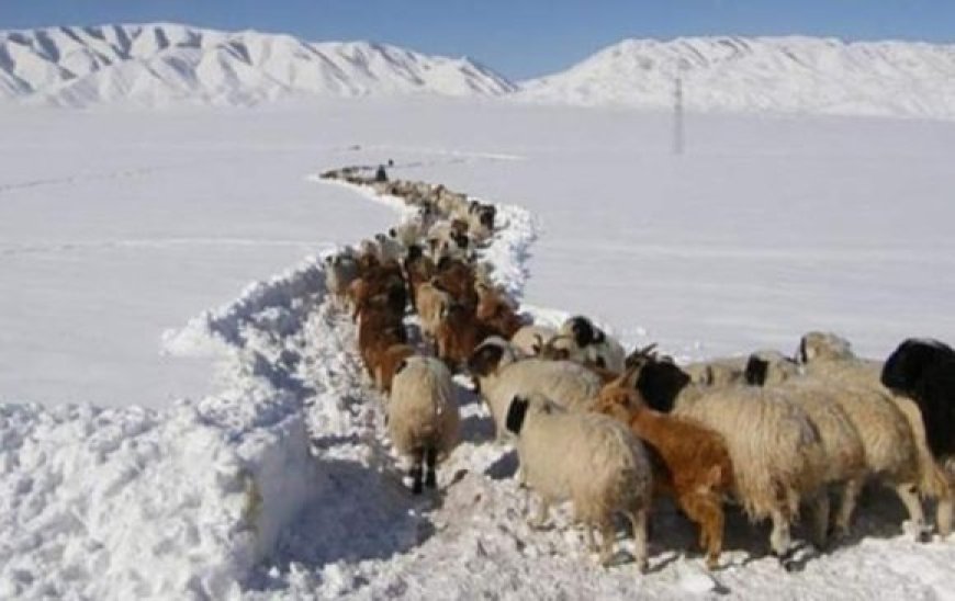 БАЯН-ӨЛГИЙД МАШ ИХ,  УВС, ХОВД, ХӨВСГӨЛ, ДОРНОГОВЬД ИХ ЗУД БОЛОХООР БАЙНА