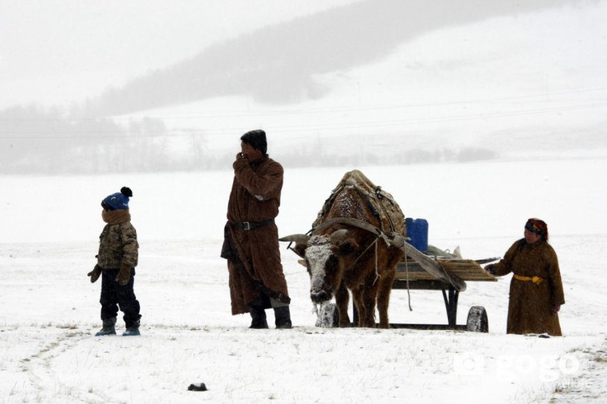 ОЙРЫН ӨДРҮҮДЭД ЗАРИМ НУТГААР ЦАС ОРЖ, ЦАСАН ШУУРГА ШУУРНА