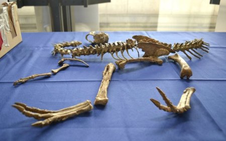 МОНГОЛООС ХИЛ ДАВЖ ФРАНЦАД ХУРААГДСАН ҮЛЭГ ГҮРВЭЛИЙН ЧУЛУУЖСАН ОЛДВОРЫГ ЭРГҮҮЛЭН ӨГЧЭЭ