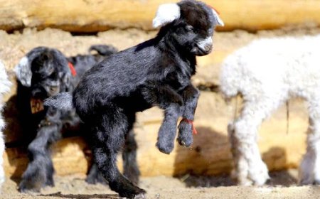 ХАНГАЙ, ХӨВСГӨЛИЙН УУЛАРХАГ НУТАГ, ОРХОН-СЭЛЭНГИЙН САВ ГАЗРААР ХУР ТУНАДАС ОРНО