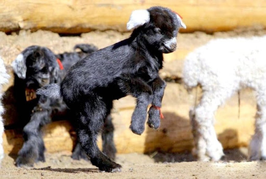 ХАНГАЙ, ХӨВСГӨЛИЙН УУЛАРХАГ НУТАГ, ОРХОН-СЭЛЭНГИЙН САВ ГАЗРААР ХУР ТУНАДАС ОРНО