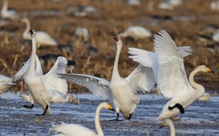 НУТГИЙН ЗҮҮН ХАГАСТ САЛХИ ШУУРГАТАЙ БАЙНА