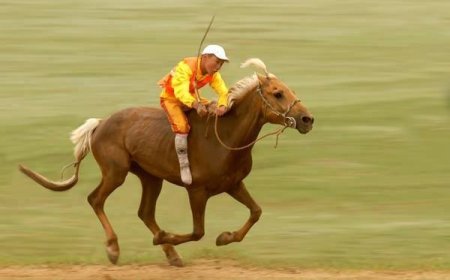 2026 ОНД МОРИНООС УНАЖ 1 ХҮҮХЭД ХҮНД БЭРТЭЛ АВЧ, 2 ХҮҮХЭД НАС БАРЖЭЭ