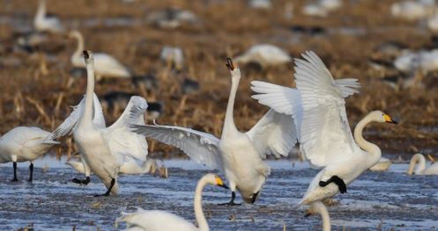 НУТГИЙН ЗҮҮН ХАГАСТ САЛХИ ШУУРГАТАЙ БАЙНА