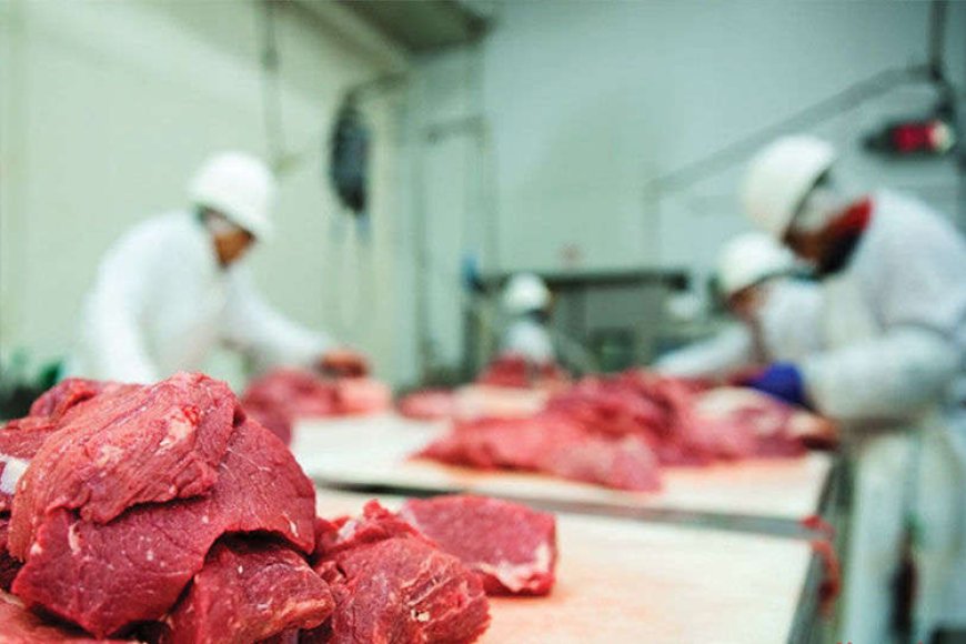 ХҮЧИТ ШОНХОР, ДЭНЖИЙН 1000 ЗАХЫН МАХНЫ ҮНЭ ХАНШ