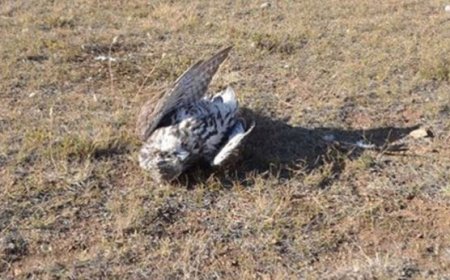 ӨВЧТЭЙ БОЛОН ҮХСЭН ШУВУУНД ГАР ХҮРЭХГҮЙ БАЙХЫГ АНХААРУУЛЛАА