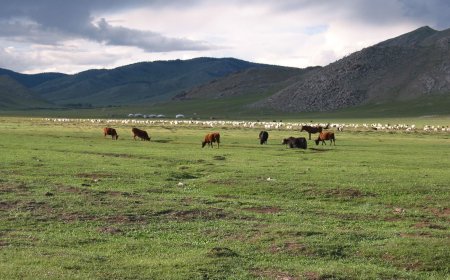 БЭЛЧЭЭРИЙН УРГАМЛЫН ГАРАЛТ НИЙТ НУТГИЙН 55 ХУВЬД САЙН БАЙНА