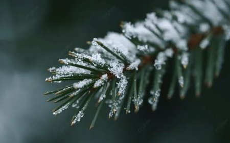 ЕСДҮГЭЭР САРД ЦАС ОРЖ, ШОРООН ШУУРГА ШУУРНА