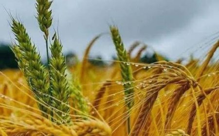 УВС, ХОВД, ЗАВХАН, ХӨВСГӨЛИЙН ЗАРИМ СУМДЫН НУТГААР 0.0-1.2 ММ БАГА ЗЭРГИЙН БОРОО ОРНО
