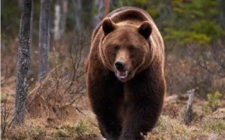 УВС АЙМАГ БОУАӨЯ-НААС БААВГАЙ АГНАХ ЗӨВШӨӨРӨЛ ХҮСЖЭЭ