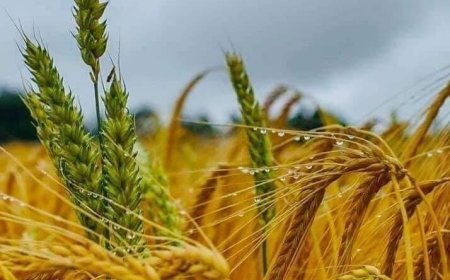 ҮР ТАРИАНЫ 67 ХУВЬ, ТӨМСНИЙ 83 ХУВИЙГ ХУРААГААД БАЙНА