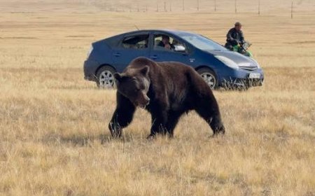 БААВГАЙТАЙ ТЭМЦЭХЭД НЭГ ТЭРБУМЫГ ЗАРЦУУЛНА