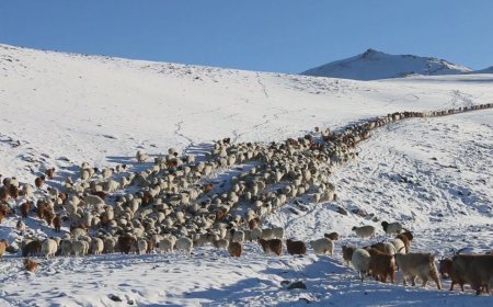 ЗУДЫН УРЬДЧИЛСАН ТӨЛӨВ ГАРЛАА
