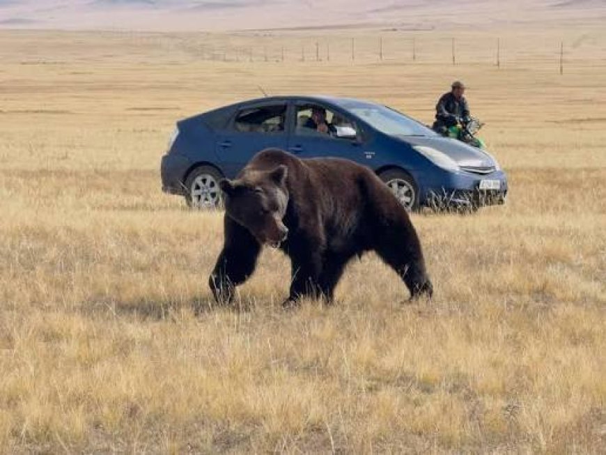 БААВГАЙТАЙ ТЭМЦЭХЭД НЭГ ТЭРБУМЫГ ЗАРЦУУЛНА